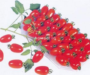 翠农——番茄种子