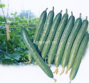供应小翠——黄瓜种子