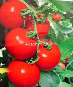 供应金棚R2160（中抗线虫）-番茄种子