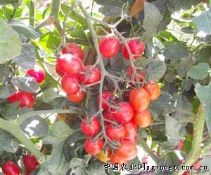 供应寿僖—番茄种子