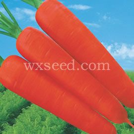 金美F1-928-胡萝卜种子