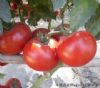 供应贝斯特—番茄种子