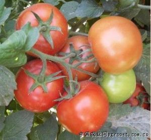 供应抗病106—番茄种子