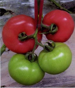 供应尤恩—番茄种子