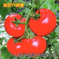 供应金宝—番茄种子