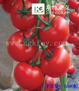 供应斯特莱克抗-TY红果番茄种子