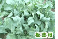 供应板兰根芽苗菜—芽类蔬菜种子