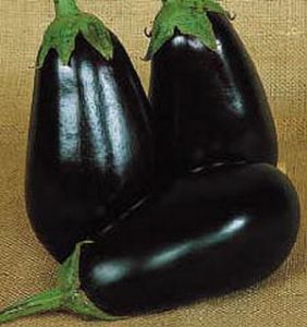 供应紫茄—茄子种子