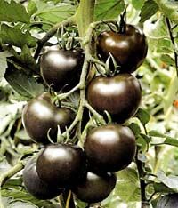 供应黑色西红柿—番茄种子