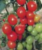 供应迷珠番茄—樱桃番茄种子