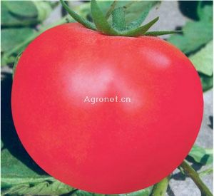 供应宝奇—番茄种子
