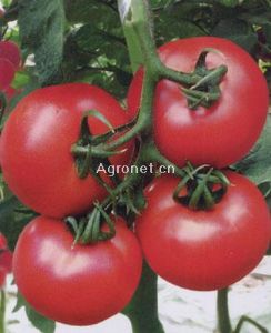 供应金石头番茄—樱桃番茄种子