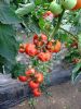 供应TM298—番茄种子