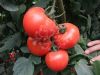 供应TM842—番茄种子