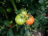 供应TX279—番茄种子