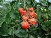 供应TX276—番茄种子