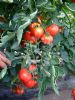 供应TX974—番茄种子