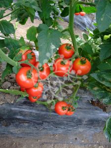 供应TM745—番茄种子