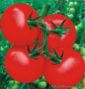 供应世纪红810—番茄种子