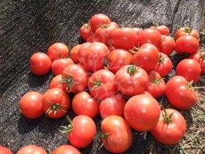 供应TM139—番茄种子