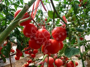 供应TM963—番茄种子