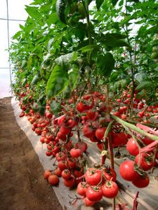 供应TM562—番茄种子