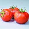 供应TM759—番茄种子