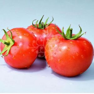 供应TM759—番茄种子