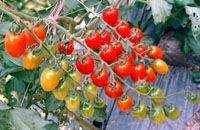 供应华蔬11号—番茄种子