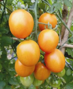 供应209橘黄果小番茄—番茄种子
