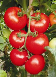 供应丽特大红番茄—番茄种子