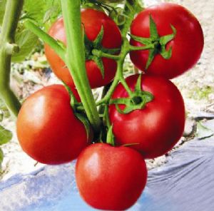 供应1120大红番茄—番茄种子