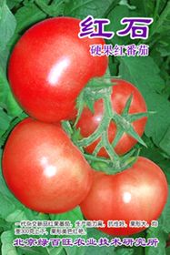 供应红石—番茄种子