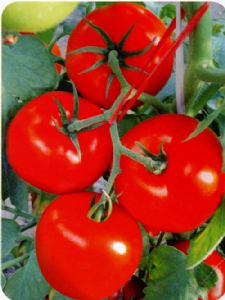 供应红凯妮—抗TY病毒番茄种子