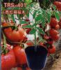 供应TRS-401—西红柿砧木种子