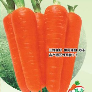 供应极品红龙六寸—胡萝卜种子