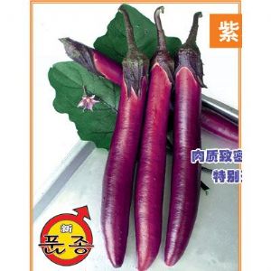 供应紫衣长茄—茄子种子