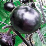 供应捷圆1号(黑色圆茄)—茄子种子