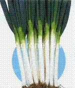 供应塔克—大葱种子