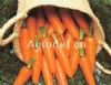 供应改良新黑田五寸—胡萝卜种子