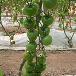 供应绿翡翠-番茄种子