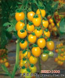 供应金福—高抗TY黄色樱桃番茄种子