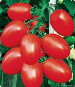 供应1108—高抗TY樱桃番茄种子