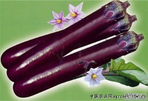 供应普照紫长茄—茄子种子