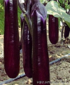 供应佛光紫长茄—茄子种子