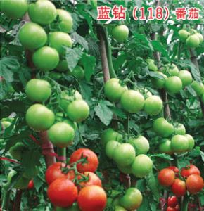 供应蓝钻118—番茄种子