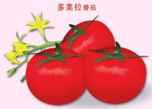 供应多美拉—番茄种子
