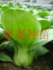 供应绿卡—青梗菜种子