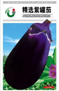 精选紫罐茄——紫茄种子