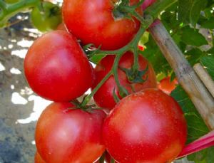 供应德赛T-5—番茄种子